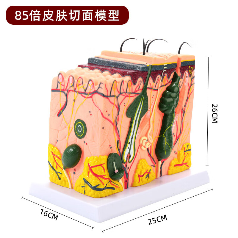医学毛发生长立体皮肤生理层次结构模具 85倍皮肤模 85倍皮肤模型图解