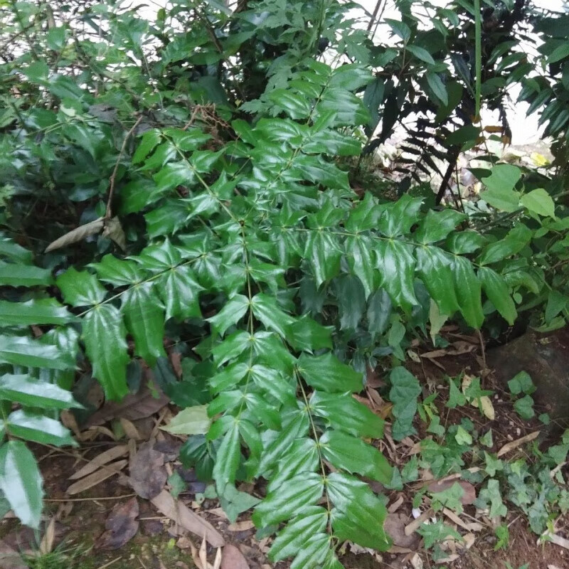 中药材十大功劳老鼠刺苦黄连纯纯手工中草药材新鲜食用原生态原料