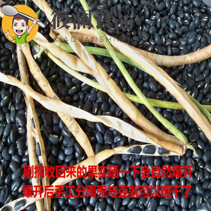 蘊(yùn)召廣西馬山土黑豆又叫黑飯豆黑眉豆農(nóng)家自種老品種腎形五谷雜糧 3斤