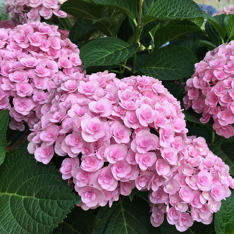 夏绣球苗盆栽老桩特大室内别墅庭院花卉植物四季好养带洋花苗 0爱意