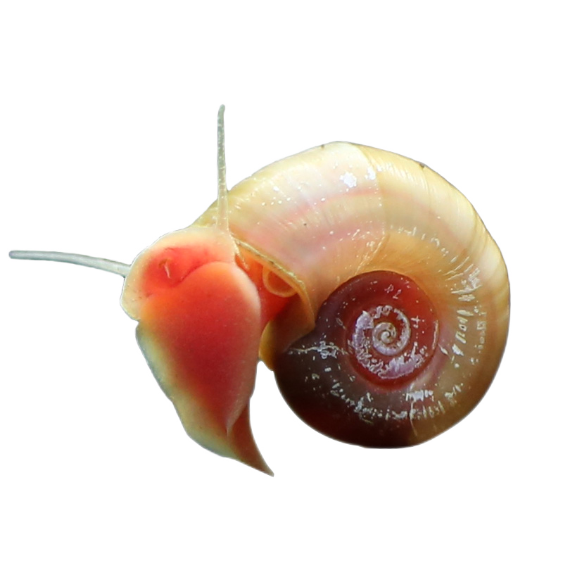 【于家林子】观赏螺虾蟹水族活体,价格、历史走势和评测报告