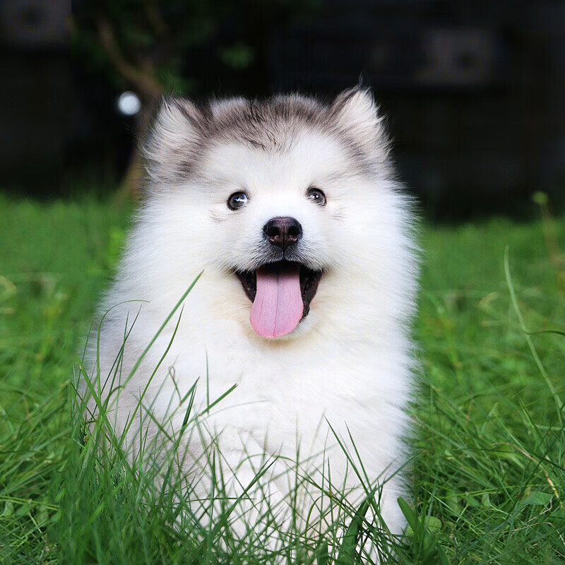 宠六福纯种阿拉斯加幼犬熊版宠物狗狗活体小狗活物幼崽雪橇犬 宠物级