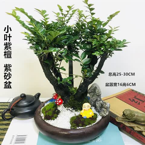 小叶紫檀盆栽植物室内花卉办公室罗汉松黄杨发财树盆景 a小叶紫檀紫砂