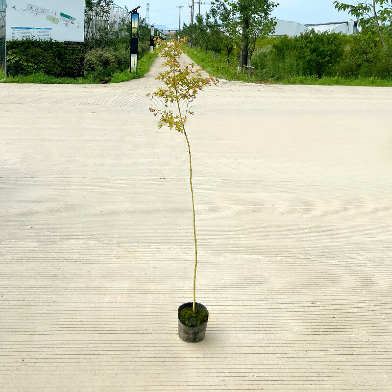 刘不丁进口日本枫 美峰 bihou 冬天黄杆 金杆枫 庭院盆栽枫树盆景 2年
