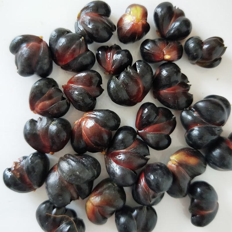 湖南湘西龙山特产百合子百合籽可食用种球可种植2023年新货卷丹 百合