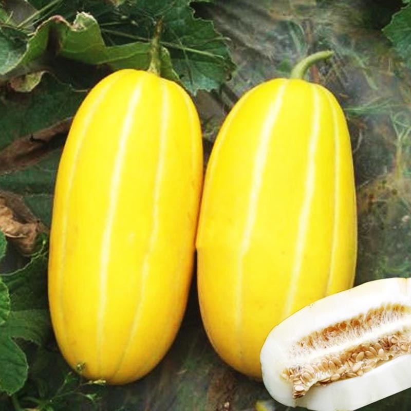 优仙果黄金香瓜 九道沟甜瓜黄皮瓜 黄金蜜新鲜水果瓜应当季孕妇 3斤装
