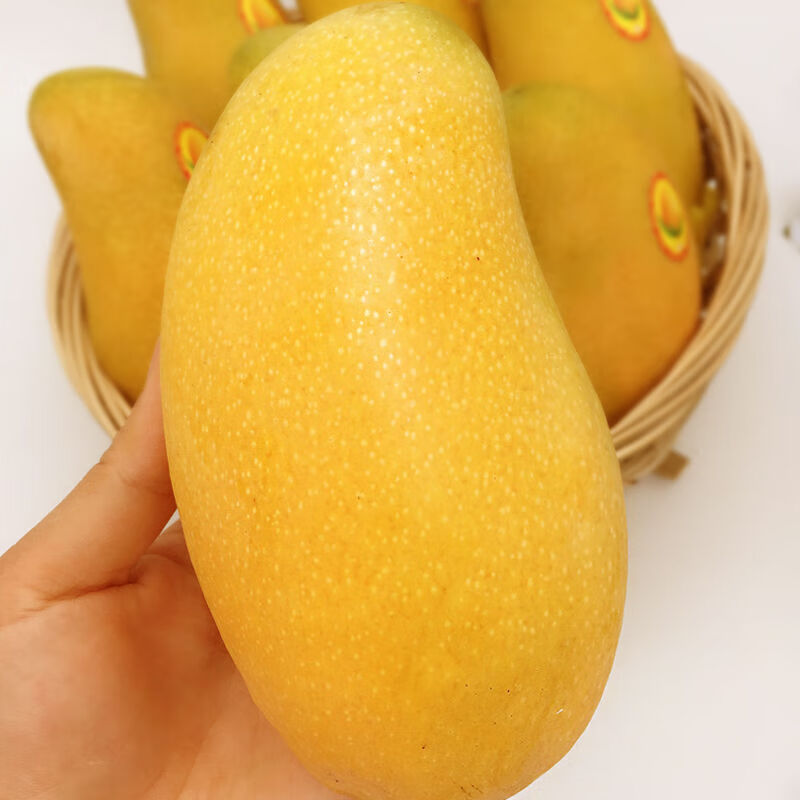 海南金煌芒9斤芒果热带水果现摘甜心黄皮水仙芒整箱 9斤品质装【单果300g+】