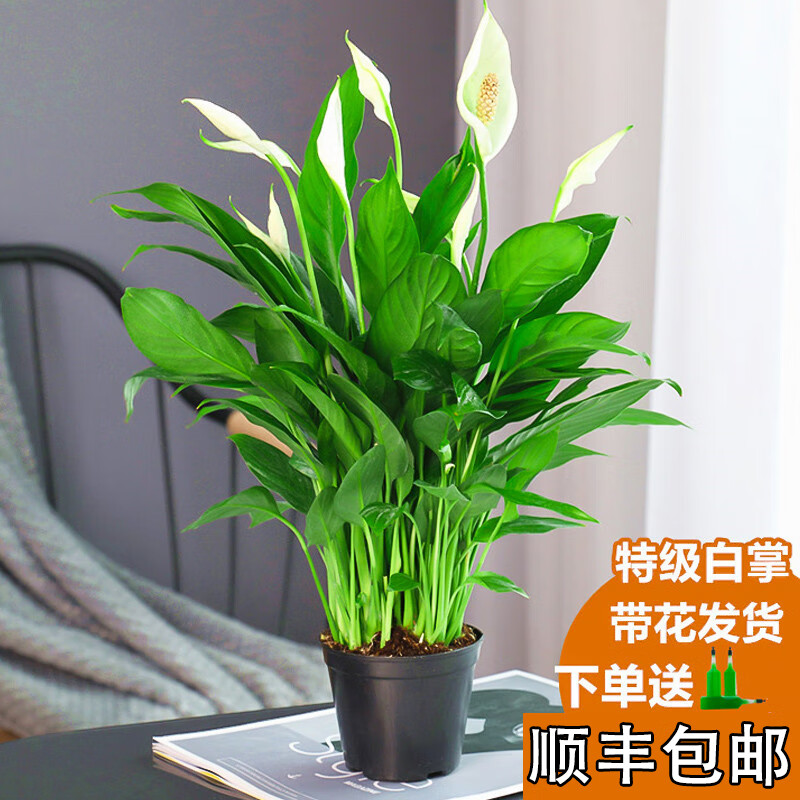 大白掌盆栽绿植花卉室内客厅一帆风顺四季开花好养净化空气观赏盆景