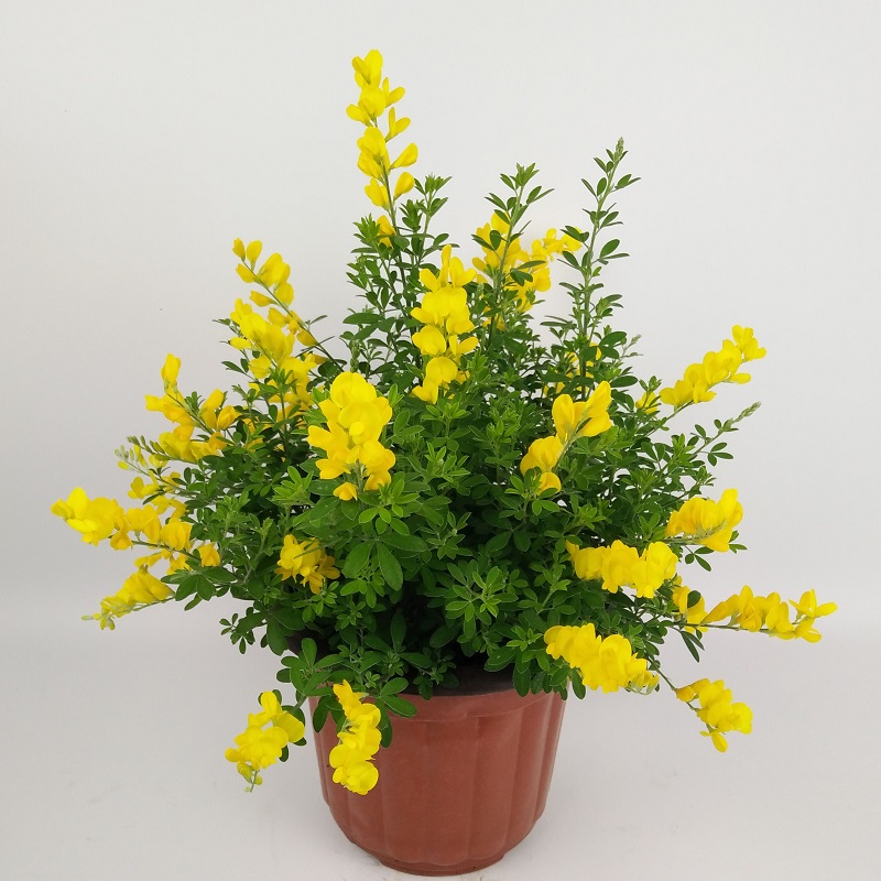 金雀花盆栽 黄金雀花苗花卉植物耐热耐晒阳台盆栽开花花卉 金雀花大盆