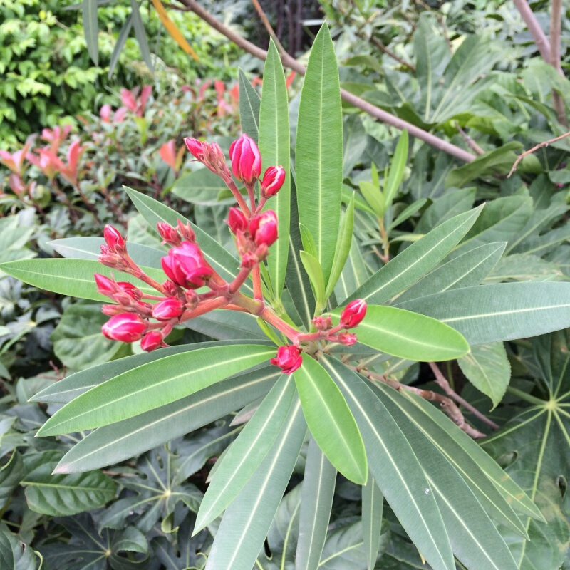 夹竹桃树苗夹竹桃盆栽花卉柳叶桃半年红庭院绿化植物z1 3年苗 50cm(含