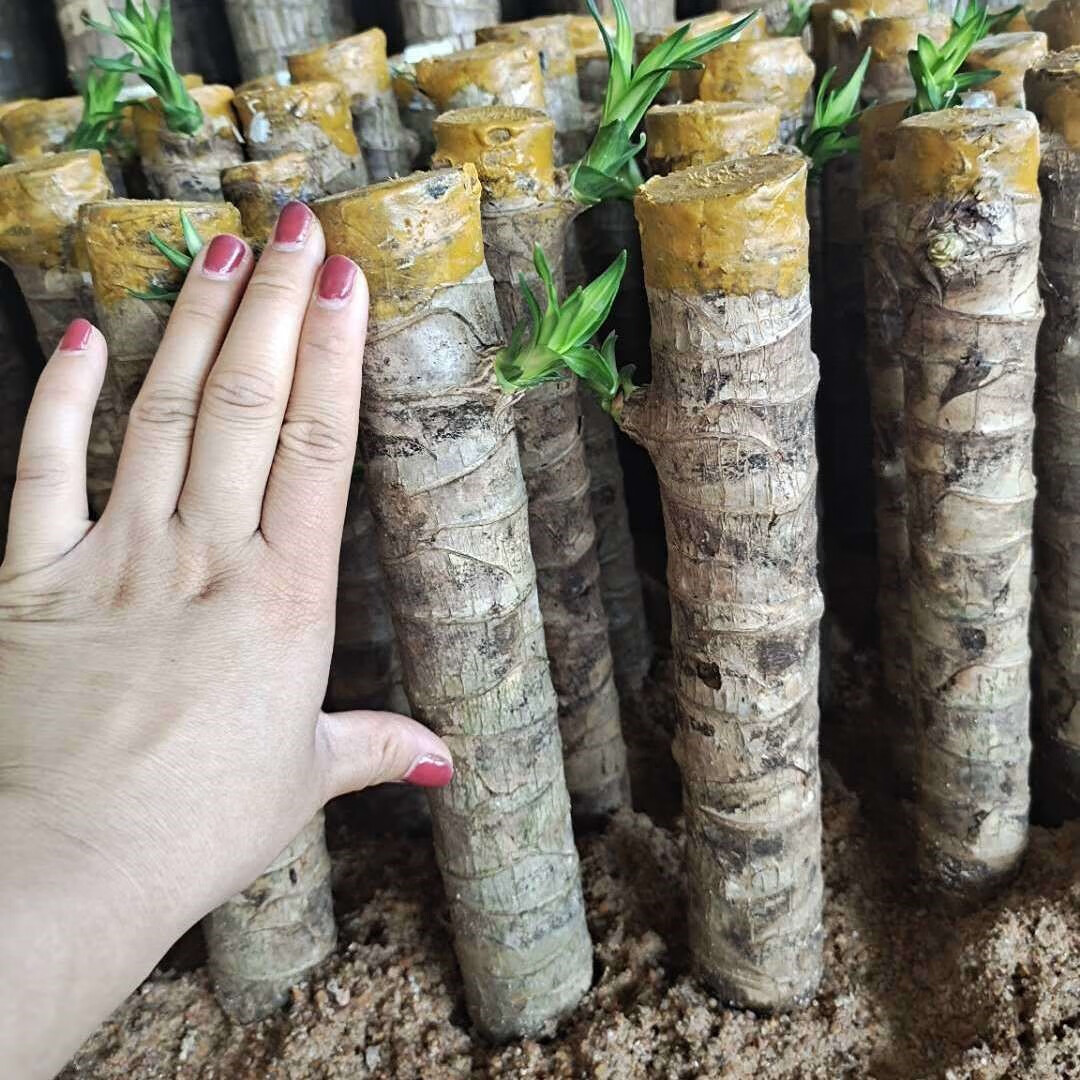 麦桑荷土培巴西木培高杆幸运巴西木盆栽巴西幸运木大棵水培巴西木大棵