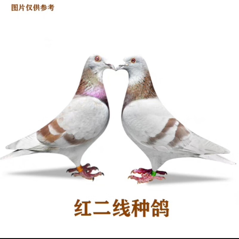信鸽活体鸽子一对赛鸽成绩鸽天落包活种鸽幼鸽青年鸽肉鸽活物鸽子  