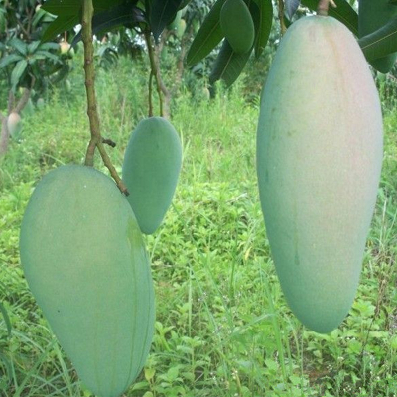 三得农 芒果苗 金煌芒芒果树苗 庭院盆栽嫁接果树苗 四季芒台农一号澳芒红贵妃芒果苗 南北方种植带土 3年苗金煌芒好成活高性价比高么？