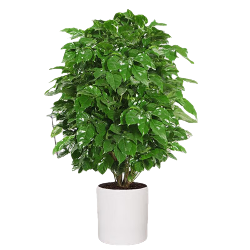 查找大型绿植历史价格|大型绿植价格历史