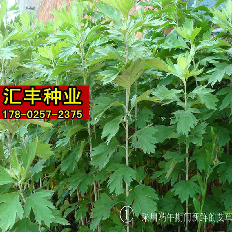 种食用艾蒿籽蕲艾泡脚洗澡艾绒艾灸野生药用艾草籽 药用艾草种子半斤