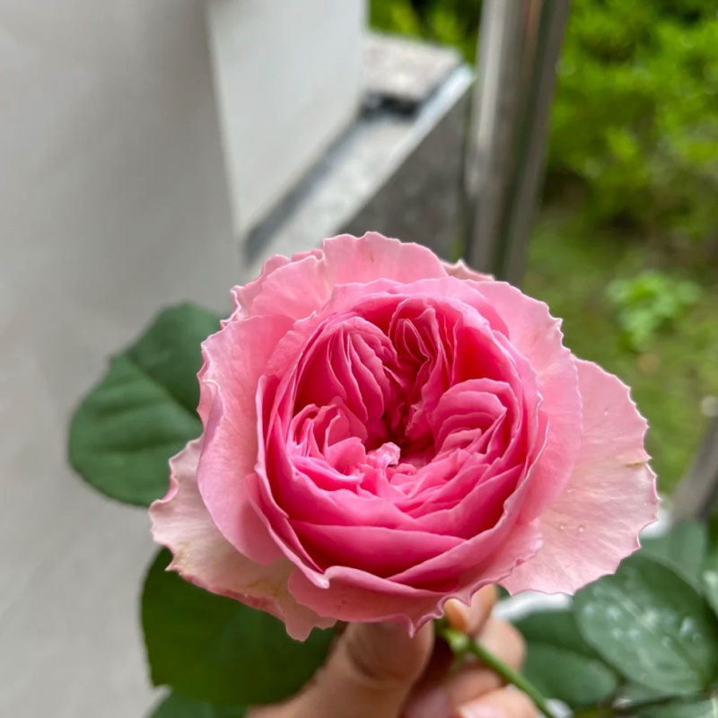 两加仑根接月季花苗紫魂香水黛丝德蒙娜阳光笑容佩尔朱克 红色 2加根