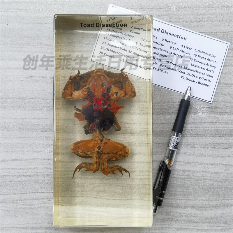 真实树脂包埋动物解剖教学标本骨骼标本中小学生物课教材 蟾蜍解剖