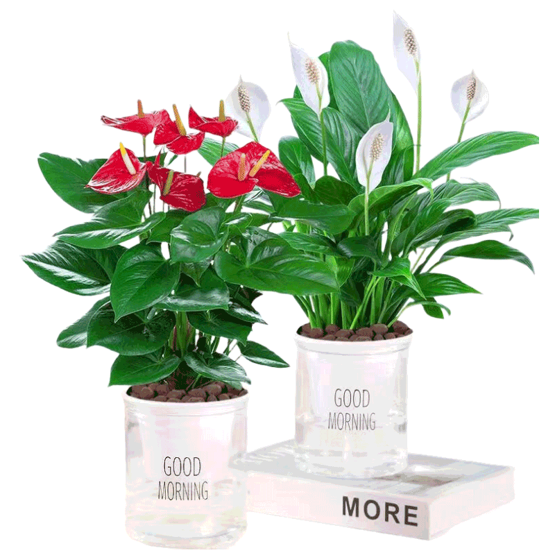 沭之美白掌紅掌盆栽花卉綠植室內(nèi)植物 白掌+紅掌+早安盆 源頭直發(fā)