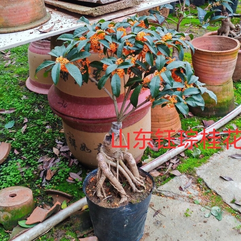 小叶檀香流苏靠接造型盆景阳台稀缺老桩精品桂室内盆栽一物一拍实