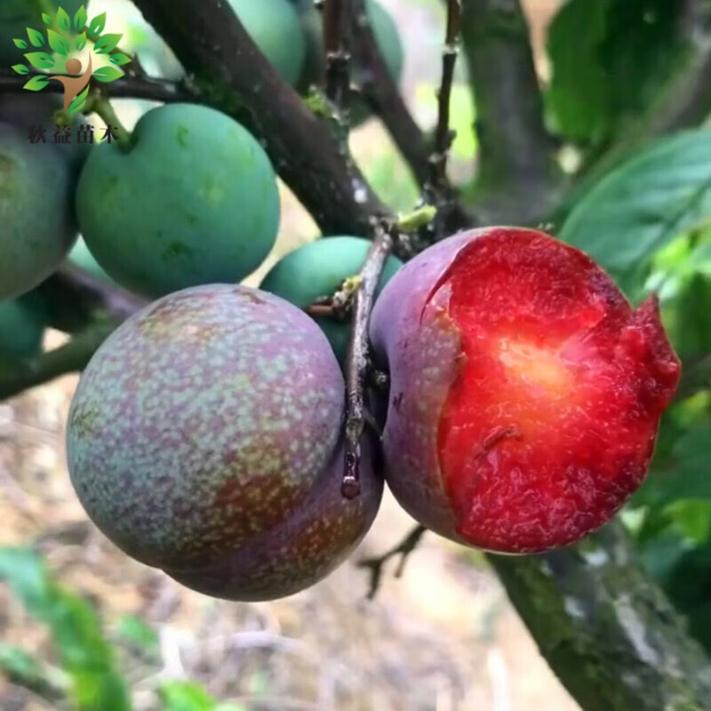 地栽南北方适中李子树苗李子树苗 恐龙蛋嫁接李 当年结果苗 紫琥珀 2