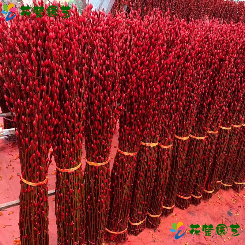 花楚园艺 银柳真花年宵花卉银柳干花彩色柳枝水培花卉富贵竹室内装 财源广进 养眼 美观 饰花 60cm（红色）20支 不含盆