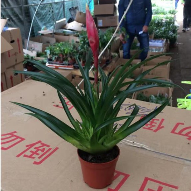 手空气凤梨铁兰花盆栽室内花卉绿植四季室内桌面植物 招财手简易盆