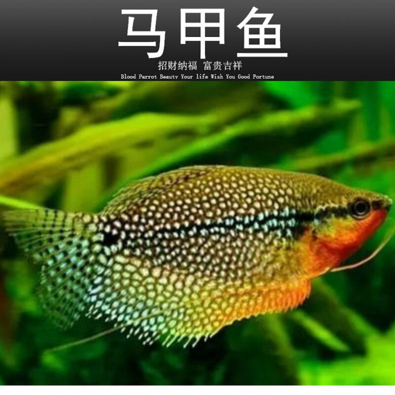 【店铺推荐】珍珠马甲鱼活体热带观赏鱼丝足科曼龙丽丽鱼好养耐活新手