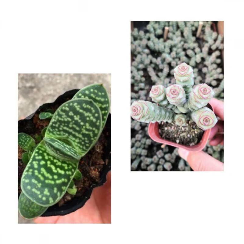 【精选】奔龙多肉植物组合赵波番杏科办公室内桌面盆栽肉肉花卉 元宝