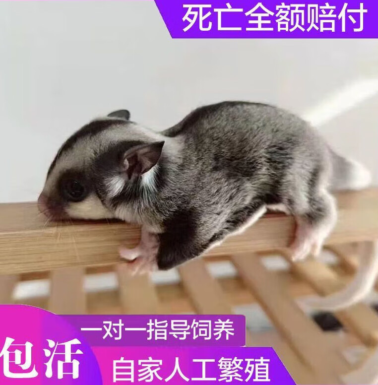 采缇澳洲蜜袋鼯蜜袋活体幼崽蜜袋鼬口袋宠物小飞鼠好养活粘人粮食 普
