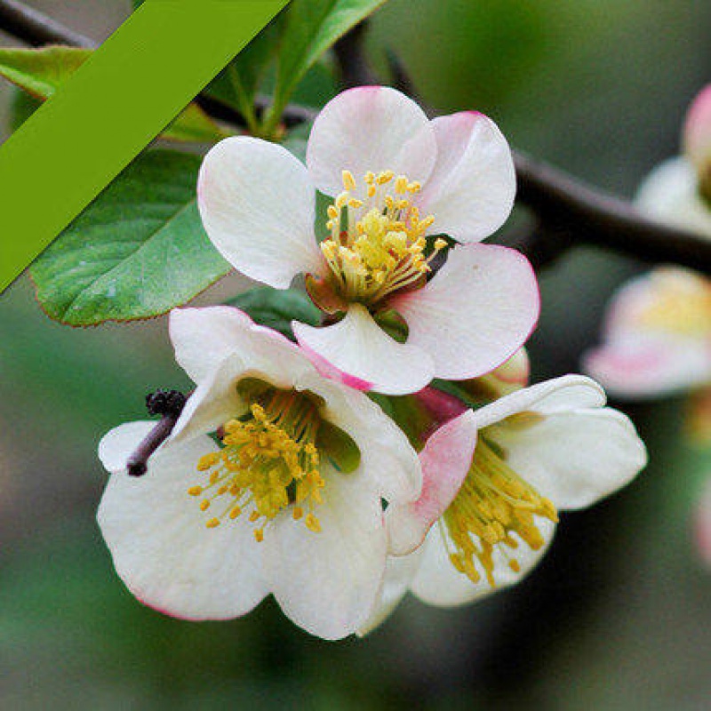 虞润 重瓣海棠花苗四季开花卉盆栽盆景老桩室内外观花绿植阳台 白富美
