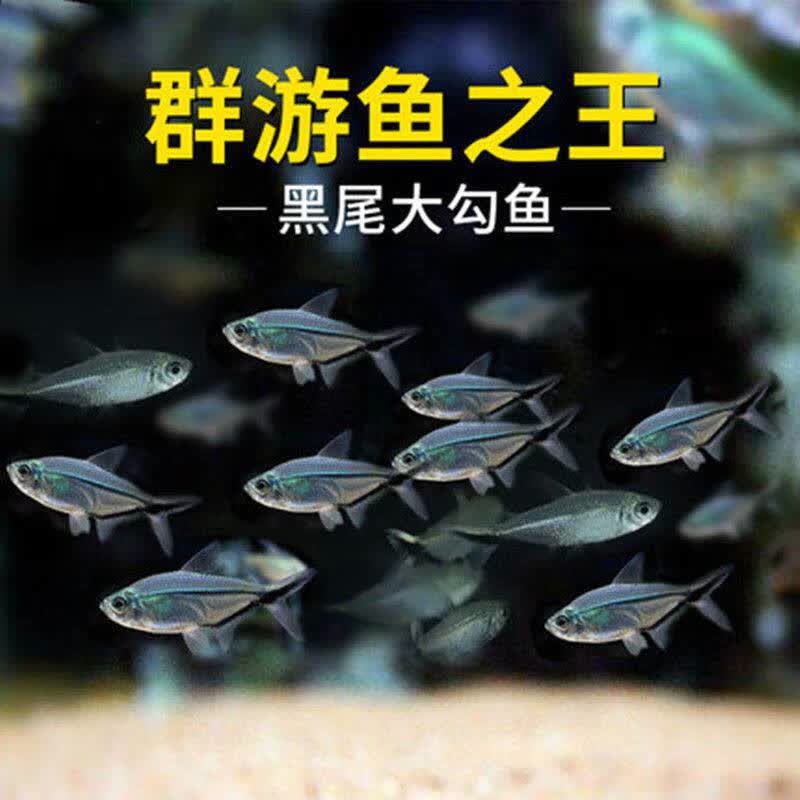 黑尾大勾鱼小型黑尾群游热带观赏鱼冷水鱼好养耐活蝶翼斑马小鱼缸 1