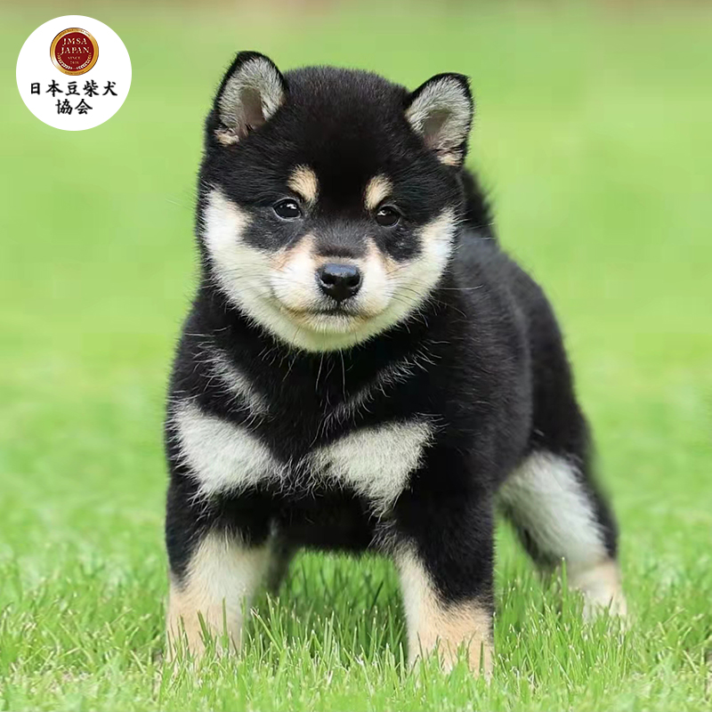 哼嘟(humdu)纯种日本柴犬幼犬豆柴宠物狗狗活体公母黑白柴犬北京犬舍
