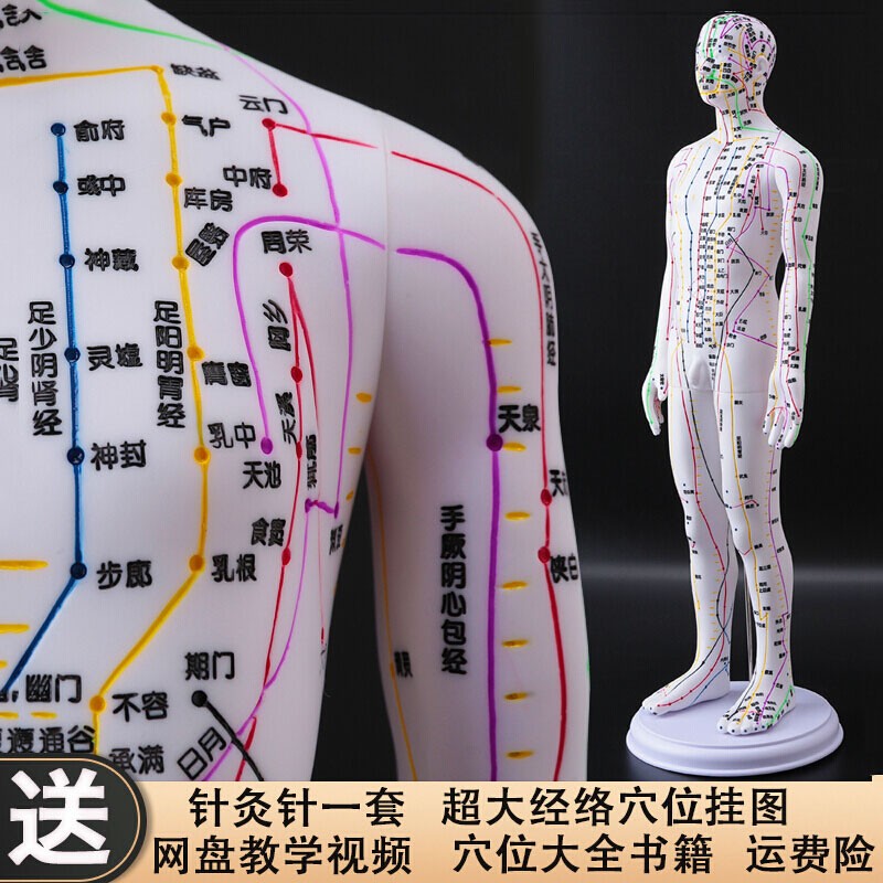 经络图铜人体穴位模型人全身小皮人 彩色硬质款【52cm男模】手臂可转