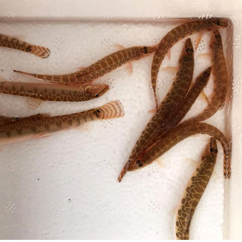 狮湾 原生双吸盘吸鳅除藻清洁工鱼活体冷水贵州爬岩鳅吃粪便清道夫贵