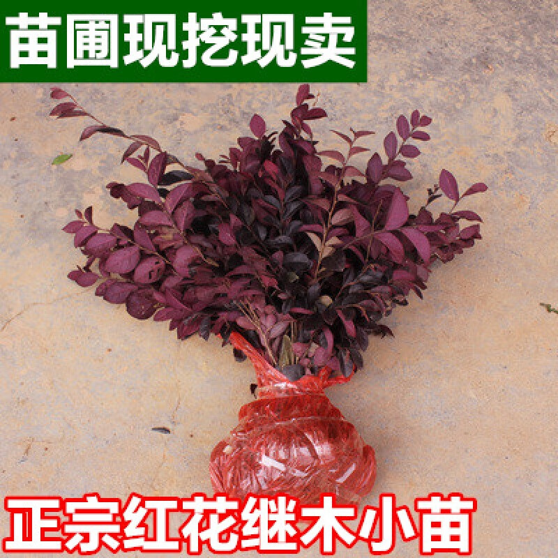 红花继木球色块苗庭院园林四季常青绿化苗 红花檵木小苗绿篱植物 小苗