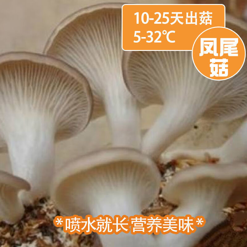 菌包蘑菇菌种菌包菌菇棒阳台平菇家庭种植 【凤尾菇3包】不用养菌丝