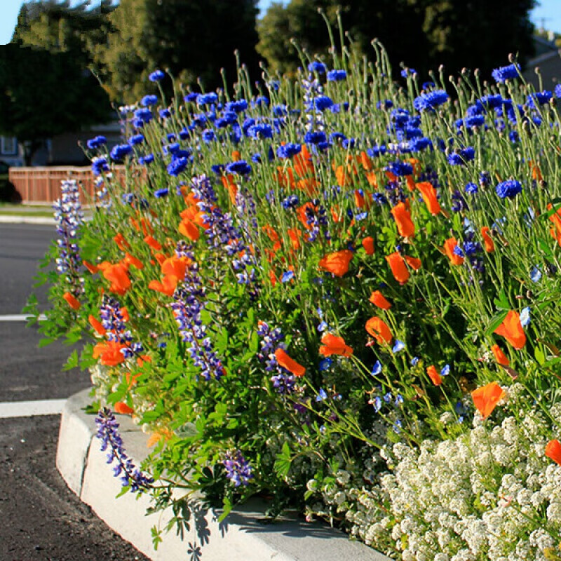周金祥 矮生型野花组合种子套餐高度适中整齐绚丽园林绿化花种子 矮生