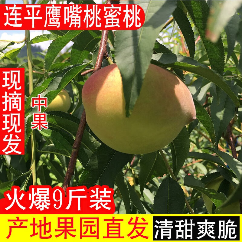 桃价格波动查询|桃价格比较