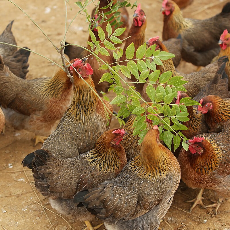 天农广府盐焗清远鸡熟食供港整鸡肉古法盐焗鸡清远老母鸡正宗广味 广府盐焗清远鸡1斤*1只