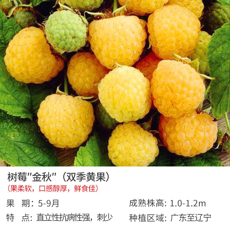 地艺双季覆盆子树苗苗黄黑红苗南北方盆栽地栽果树苗 黄树莓 金秋p14