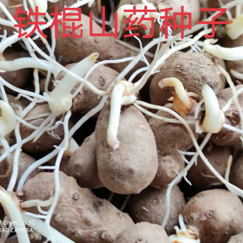 豆特大果特大铁种子棍山药山药苗山药豆育苗盆栽 铁棍山药种子约20粒