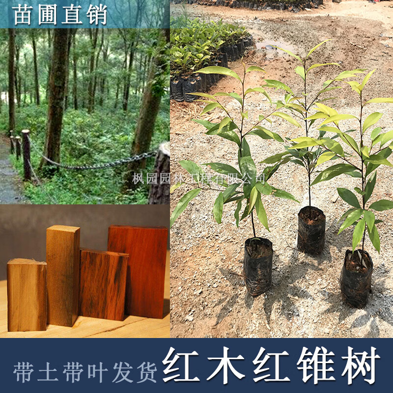 花姬 名贵苗木红锥树苗庭院园林路边绿化苗生态山地造林复绿红锥苗珍