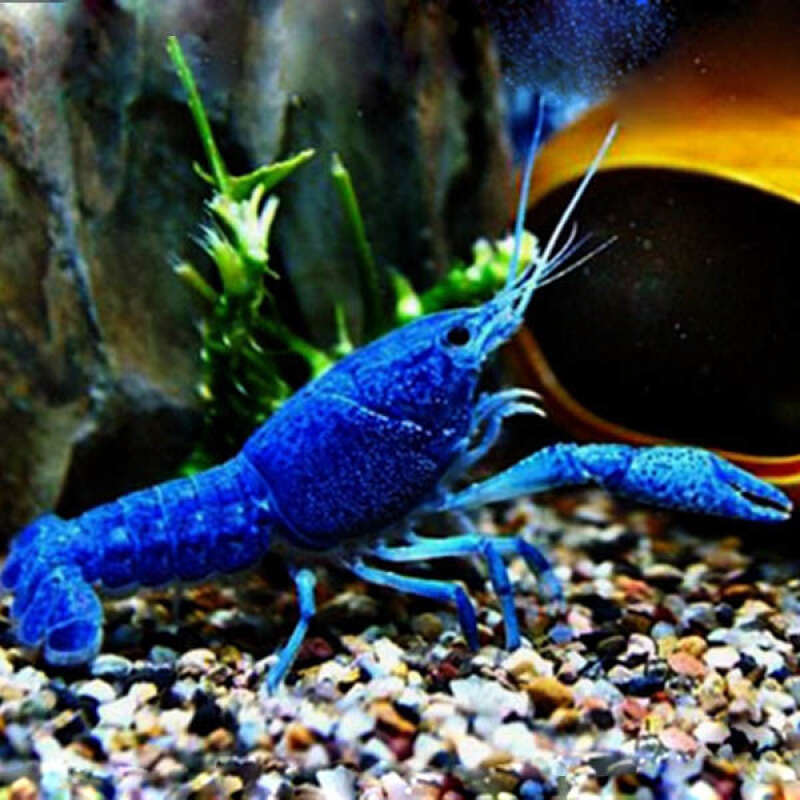 【店铺推荐】鳌虾观赏虾活体宠物虾蓝魔虾淡水冷水蓝色小龙虾苗龙纹虾