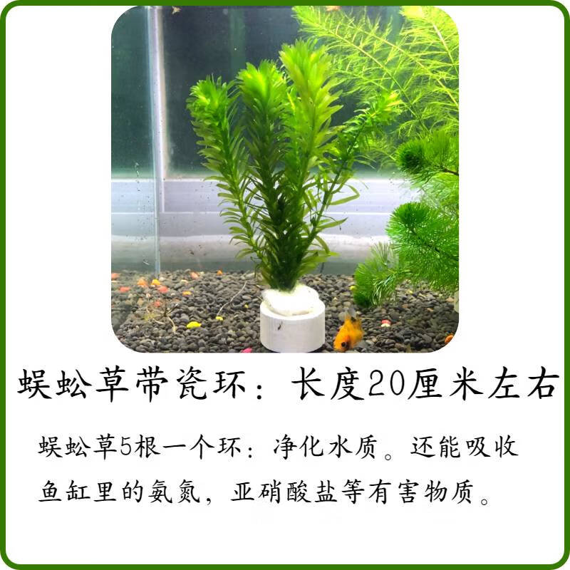 clcey懒人水草蜈蚣草鱼缸造景新手级水草增氧淡水活体净水植物前中后