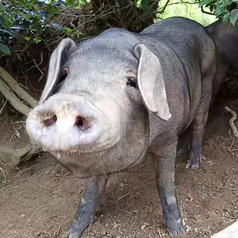 锦祥橙 新鲜猪头生猪头整只猪头土猪头猪脸带耳朵猪脸猪头肉年货自制