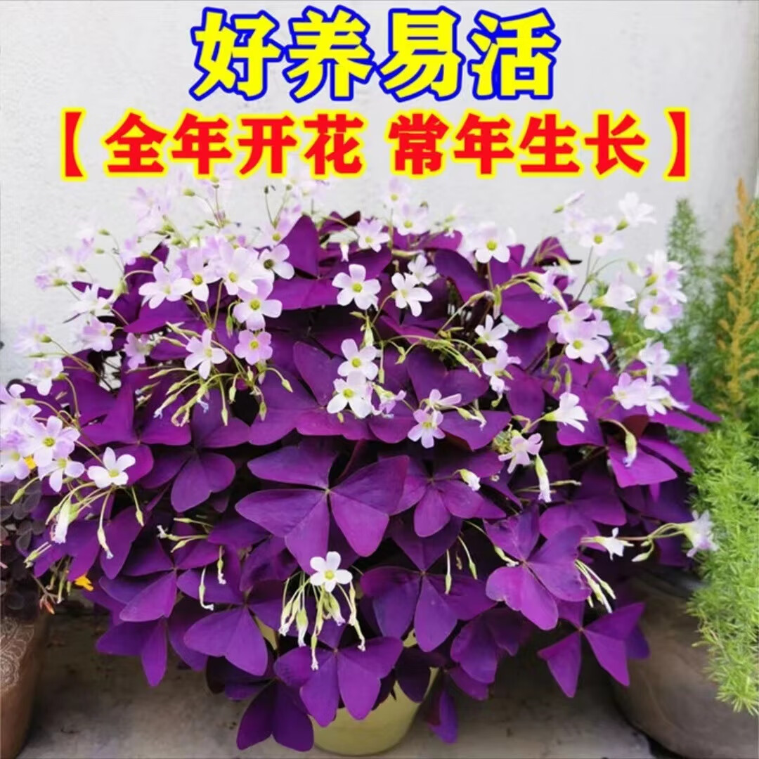 万象回春紫叶酢浆草绿植盆栽花四季庭院室内室外花卉植物好养易活