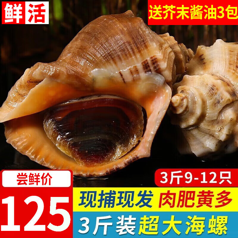 尚致【活鲜】青岛鲜活海捕大海螺1500g大海螺肉大中号海螺生鲜贝类 推荐特大海螺 1500g （9-12只）