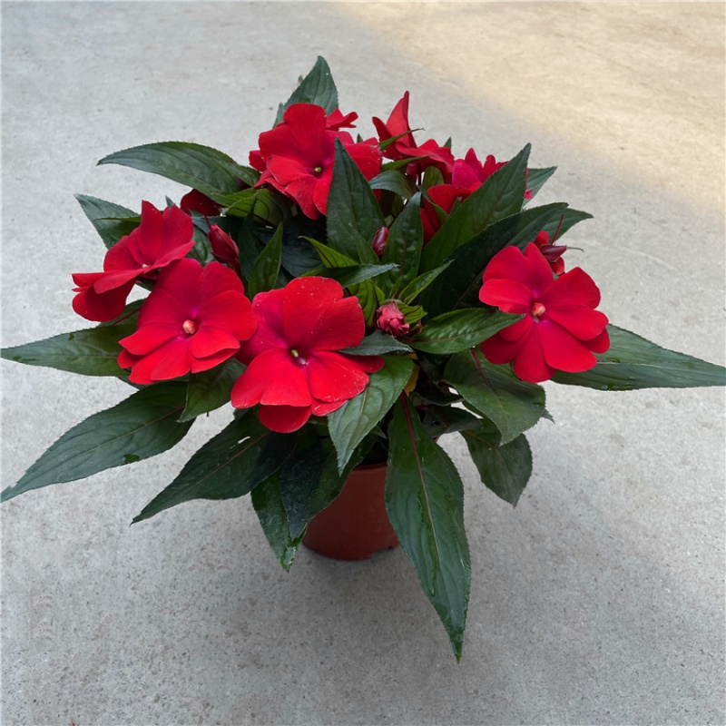 凤仙花盆栽开花太阳花好养易活带花苞花园庭院工程苗 凤仙花红色 带