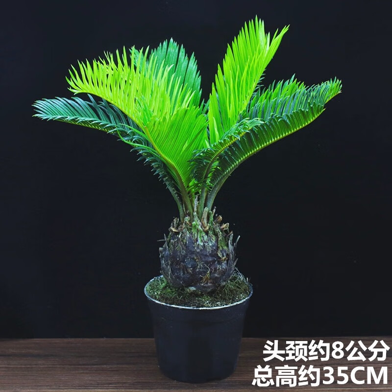 唐花芬阁铁树盆栽办公室内客厅阳台四季常青好养耐寒植物庭院盆景桌面