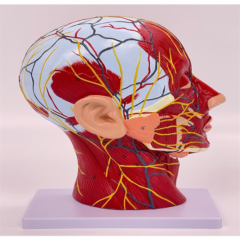 人体脸面部肌肉血管神经解剖模型头部矢状切面美容微整形医用美术 头